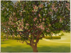 oil-tree with bouganvilea