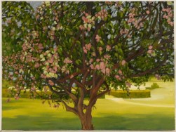 oil-tree with bouganvilea